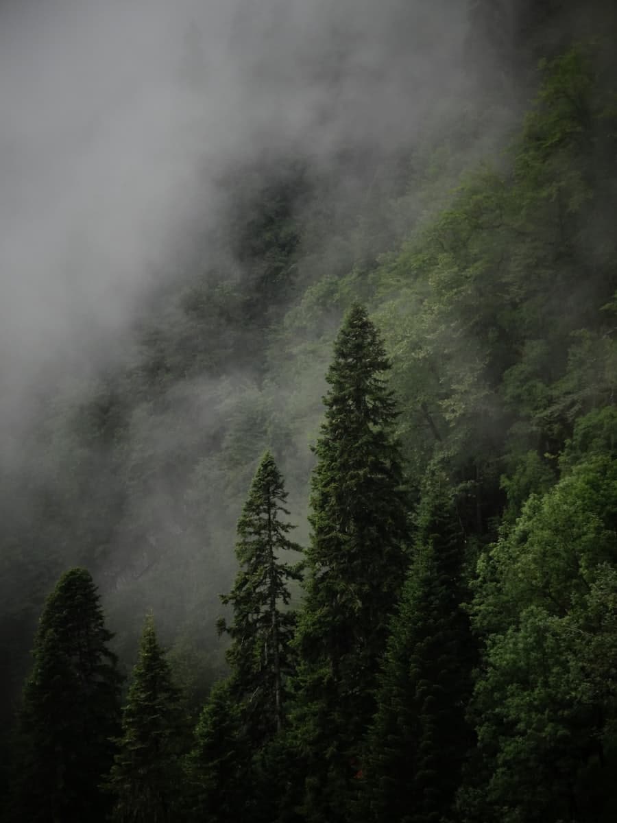 Forêt de pins dans le brouillard